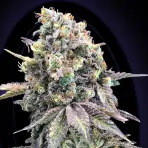 purple punch cannabis seeds australia