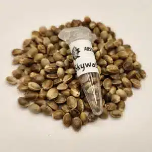 Skywalker OG cannabis seeds australia