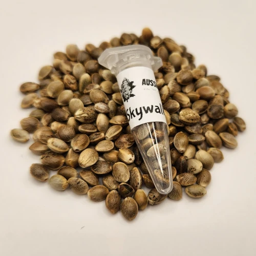 Skywalker OG cannabis seeds australia