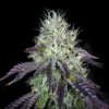 wedding cake autoflowering seeds australia