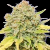 Zkittles Cannabis seeds Australia