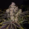 Zkittles Autoflowering seeds Australia - Aussie Hemp Seeds