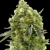 california dream cannabis seeds Australia