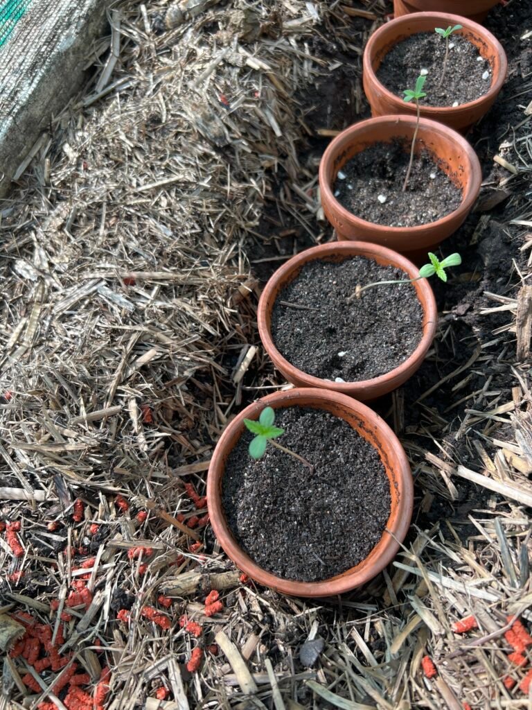 Image #2 from Leeonie