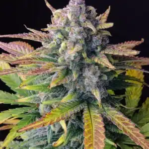 Tropicana Cannabis seeds Australia