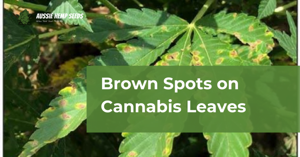 Brown Spots on Cannabis Leaves