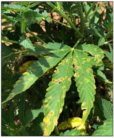  Brown spots on a cannabis leaf