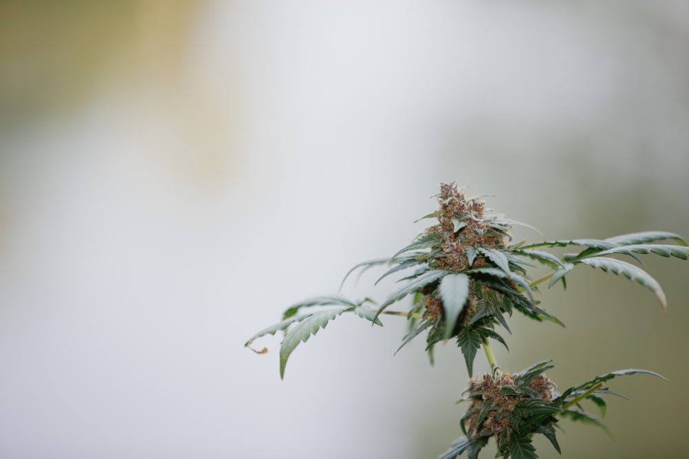 Cannabis flowering stage 