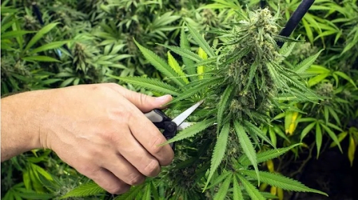 Close-up of a person carefully trimming foliage with scissors.
