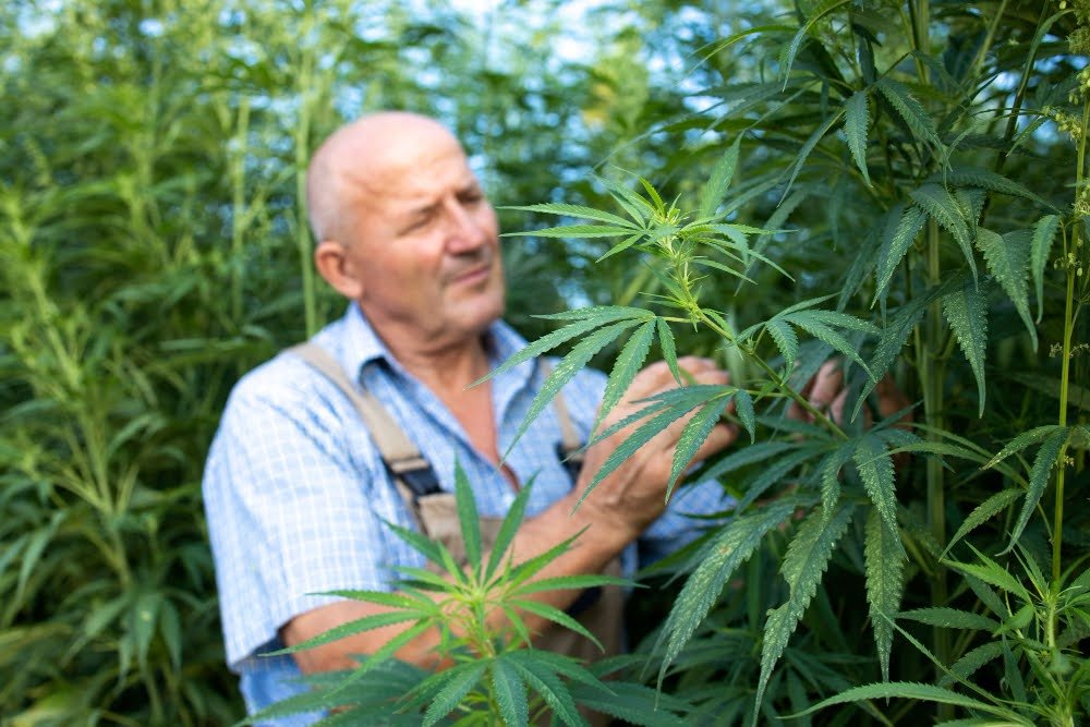 Grower checking the health of an outdoor cannabis plant