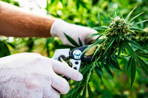 Harvesting a cannabis plant