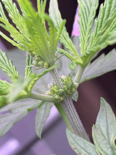 How to identify male cannabis plants
