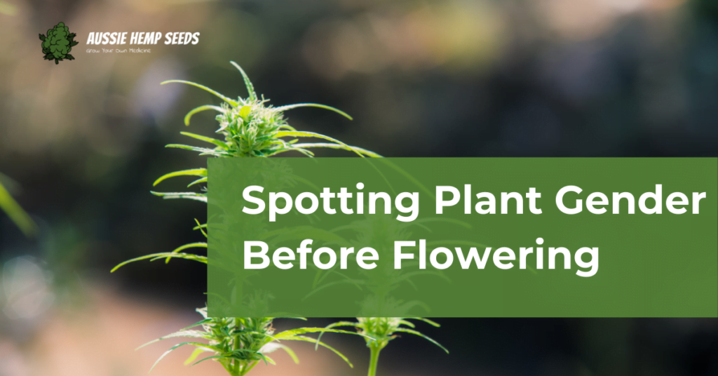 Spotting Plant Gender Before Flowering