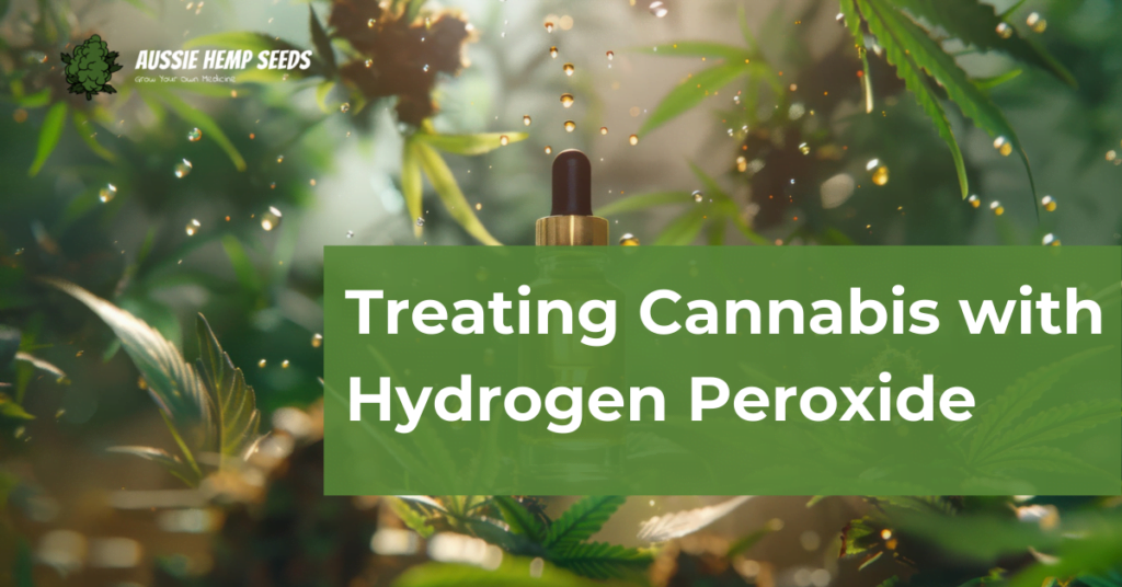 Treating Cannabis with Hydrogen Peroxide