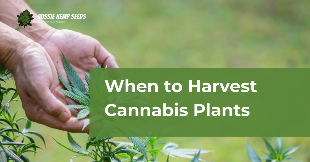 When to harvest cannabis plants