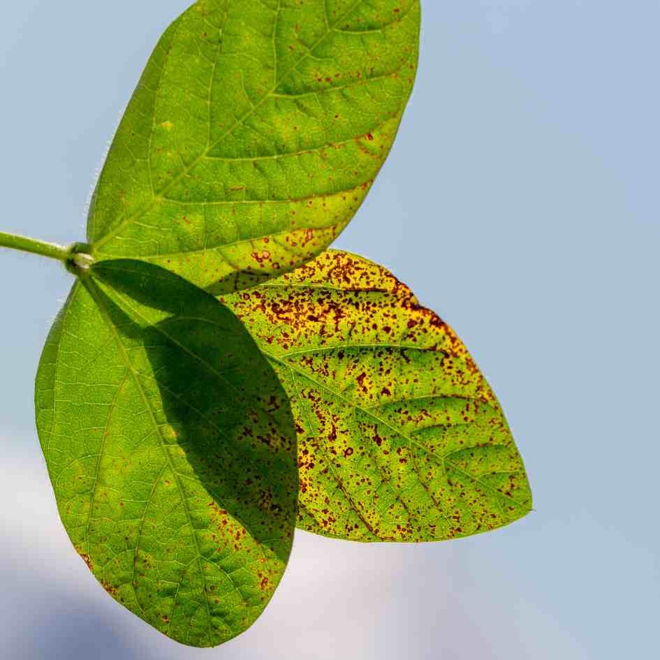 3 leaves undergoing yellowing