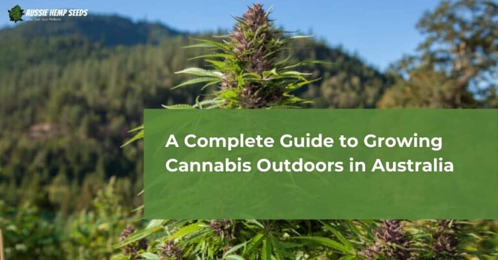 A Complete Guide to Growing Cannabis Outdoors in Australia