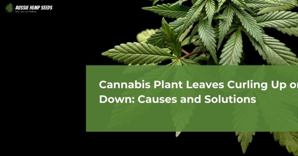 Cannabis Plant Leaves Curling Up or Down Causes and Solutions