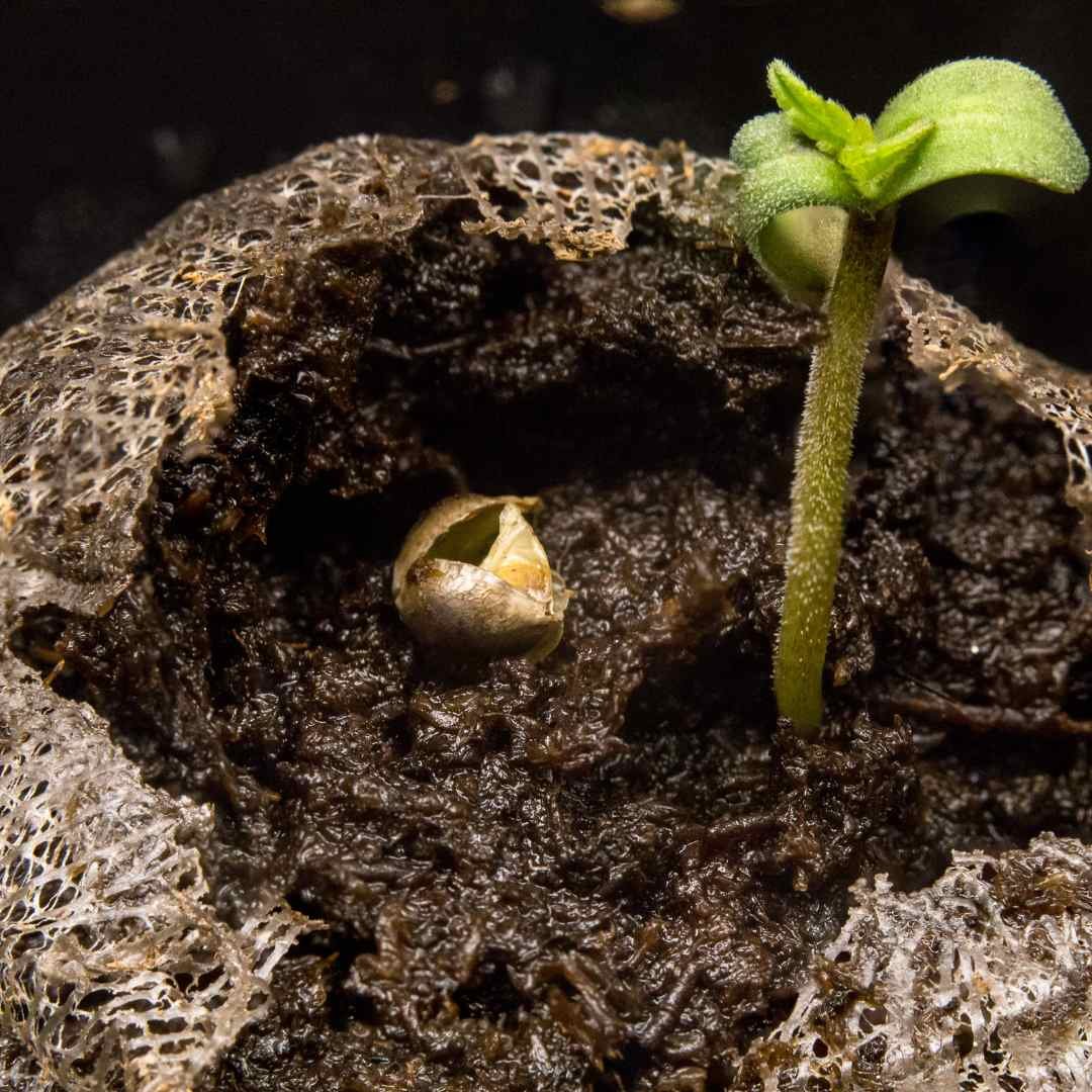 Cannabis Seedling in Peat Moss Soil