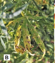 Photo collage of cannabis leaves with yellow spots.