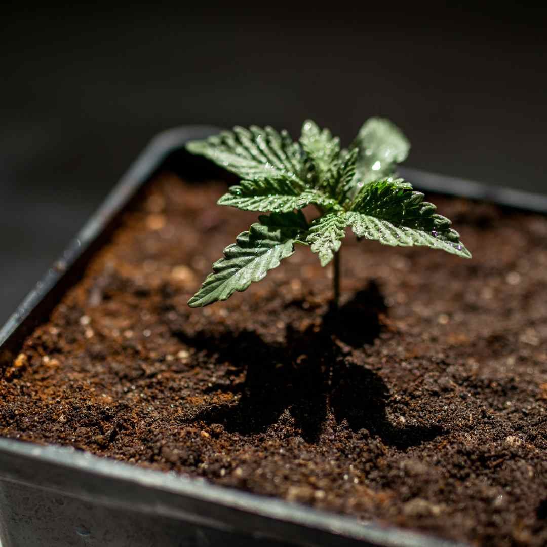 Cannabis seedling on brown soil