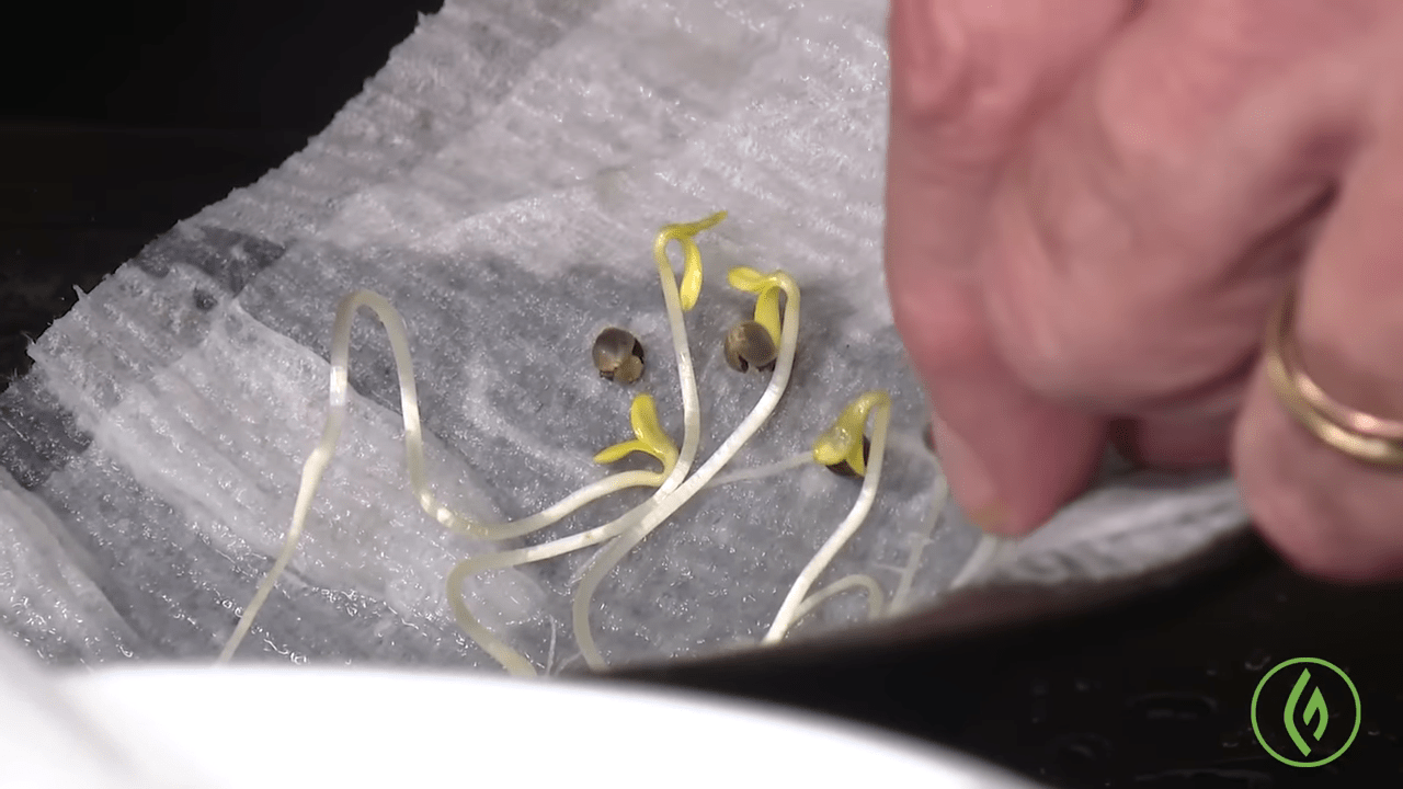 Cannabis seeds in a moist paper towel