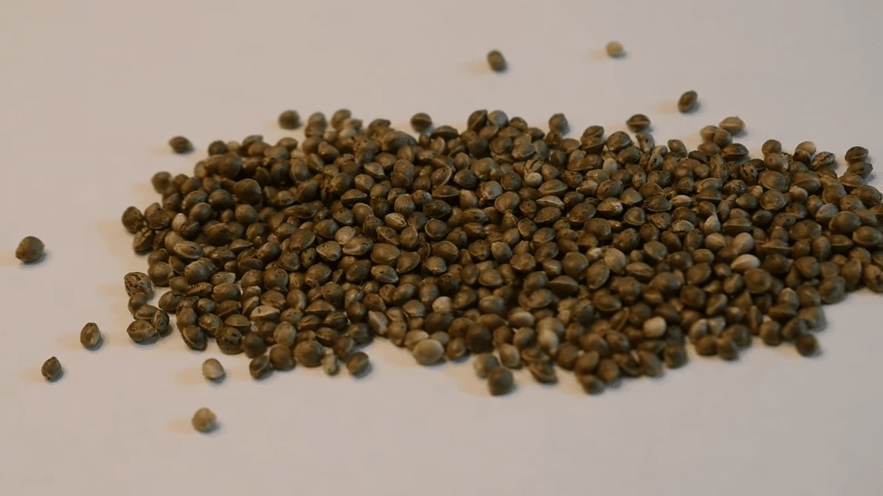 Cannabis seeds