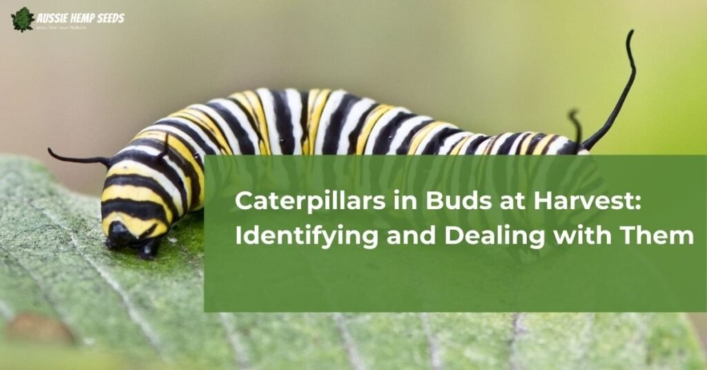 Caterpillars in Buds