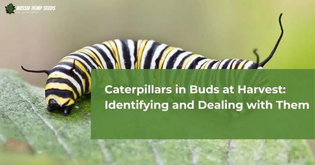 Caterpillars in Buds