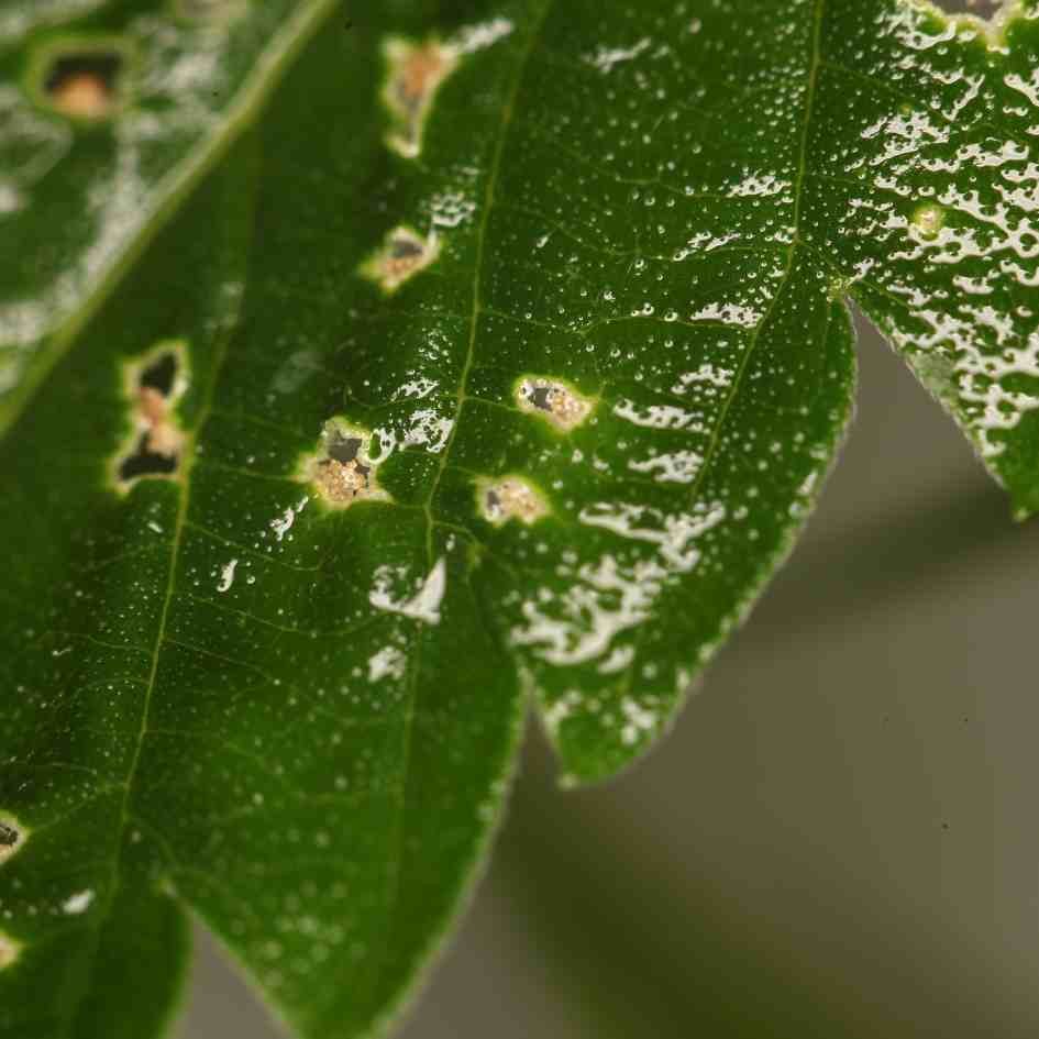 Close-up look at brown spots on cannabis plant leaves