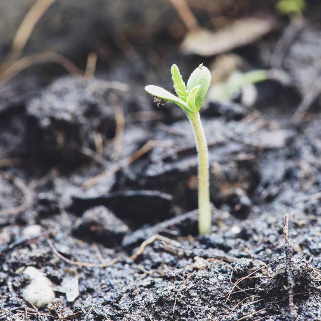 Close-up of Cannabis seedling growing on soil