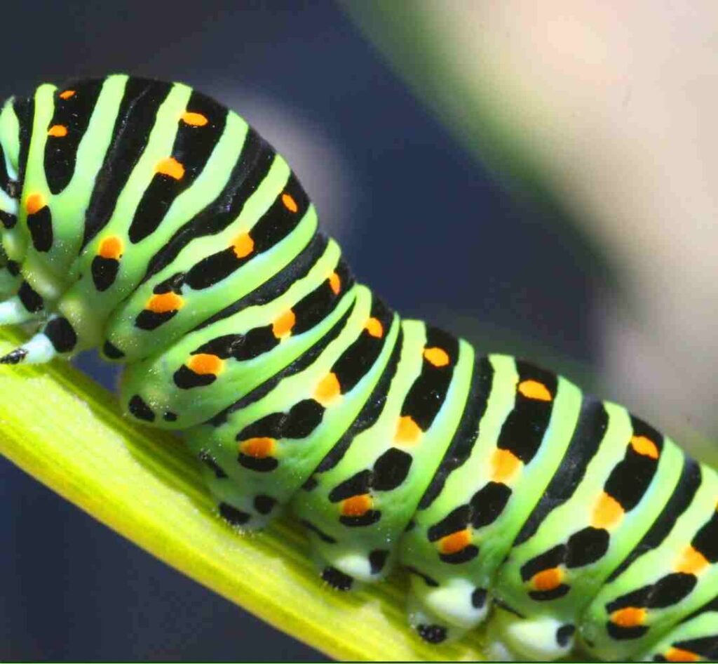 Closeup of caterpillar insect on cannabis plant