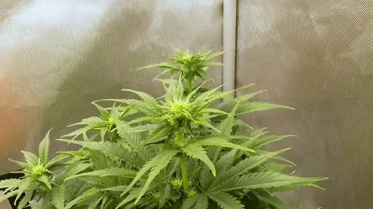 Flowering-stretch taking place on cannabis plants