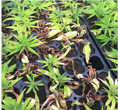 Fusarium Wild and Fusarium Crown Rot as cannabis leaf and root problems