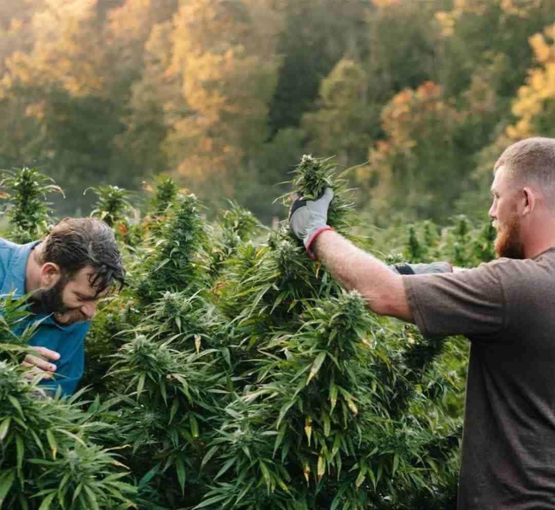 Growing Cannabis Outdoors in Australia