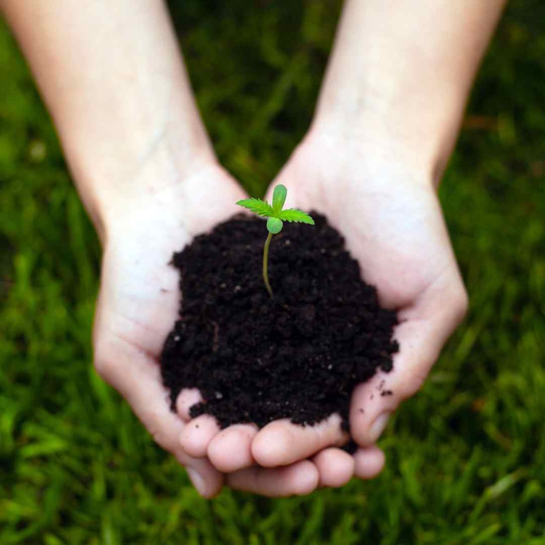 Hands with Cannabis and Soil