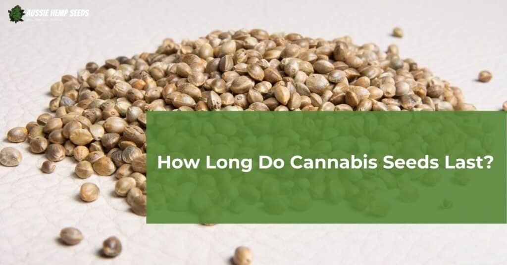 How Long Do Cannabis Seeds Last