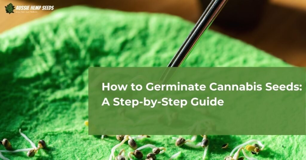 How to Germinate Cannabis Seeds