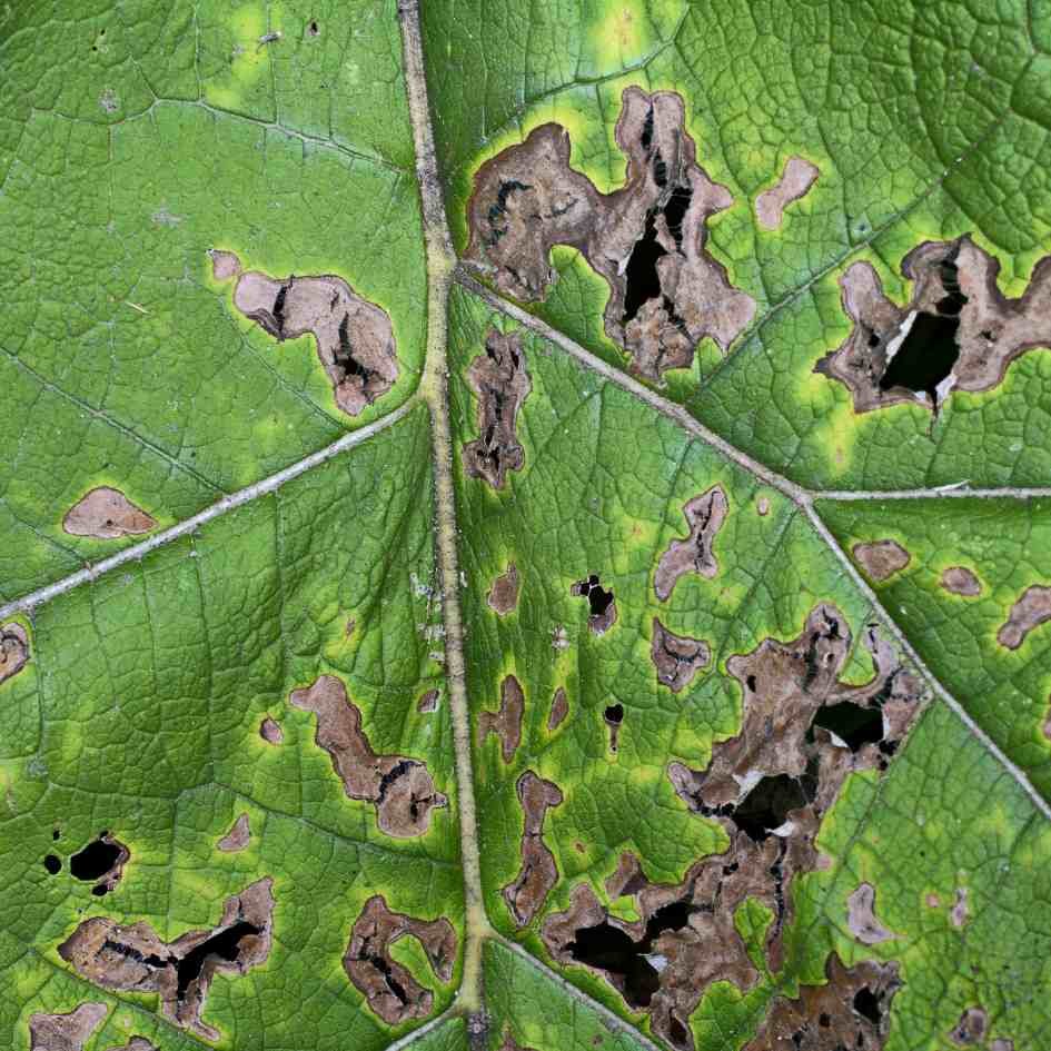 Leaf spots- shapeless, discoloured spots on cannabis plant leaves