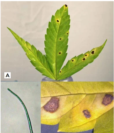 Photo collage of cannabis leaves with yellow spots.