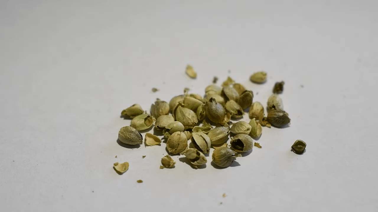 Soft cannabis seeds that break easily