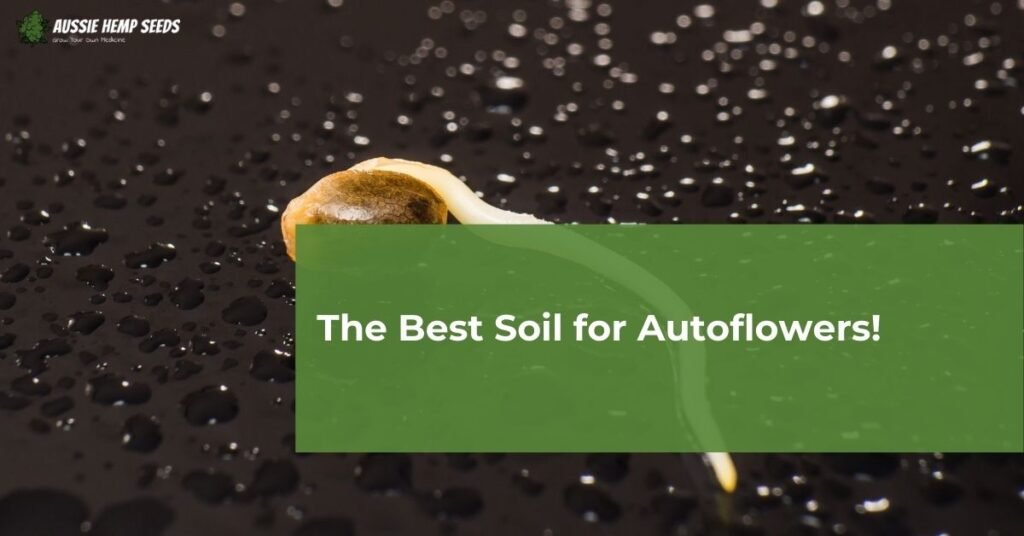 The Best Soil for Autoflowers! 