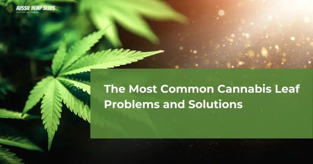 The Most Common Cannabis Leaf Problems and Solutions