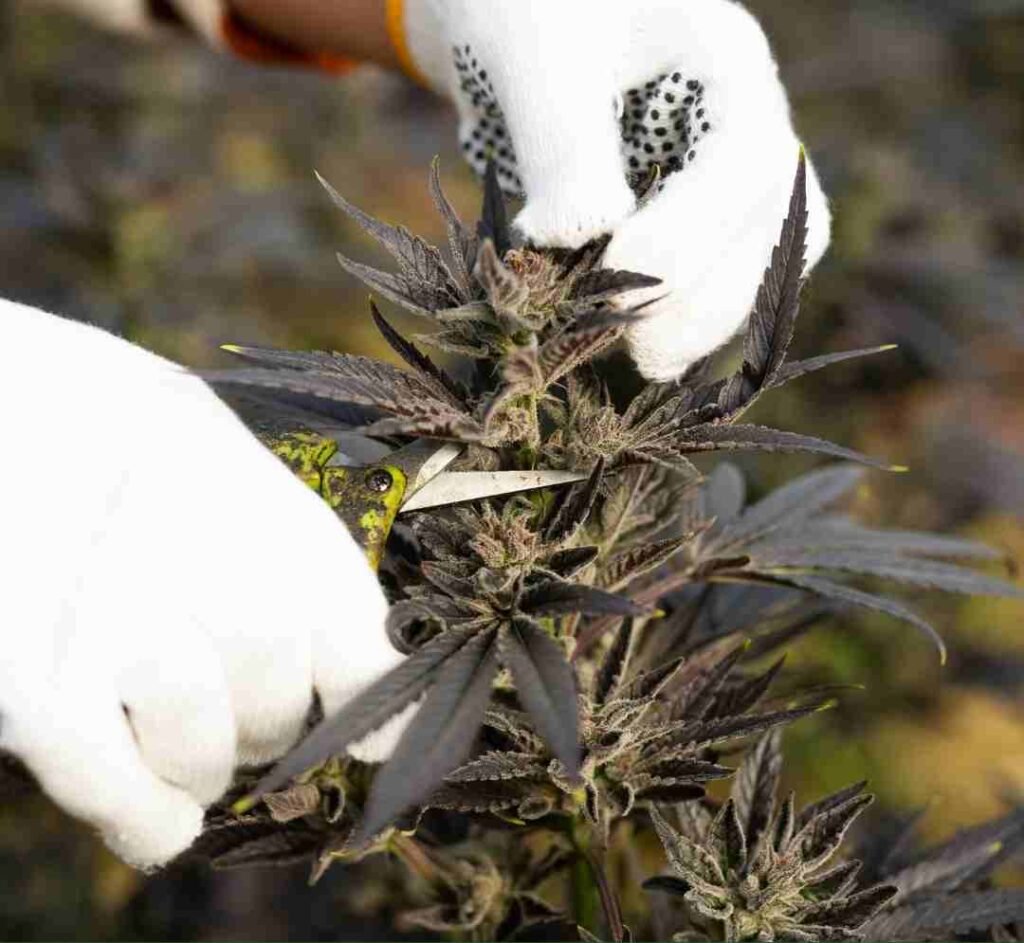 Using a pair of scissors to trim cannabis buds