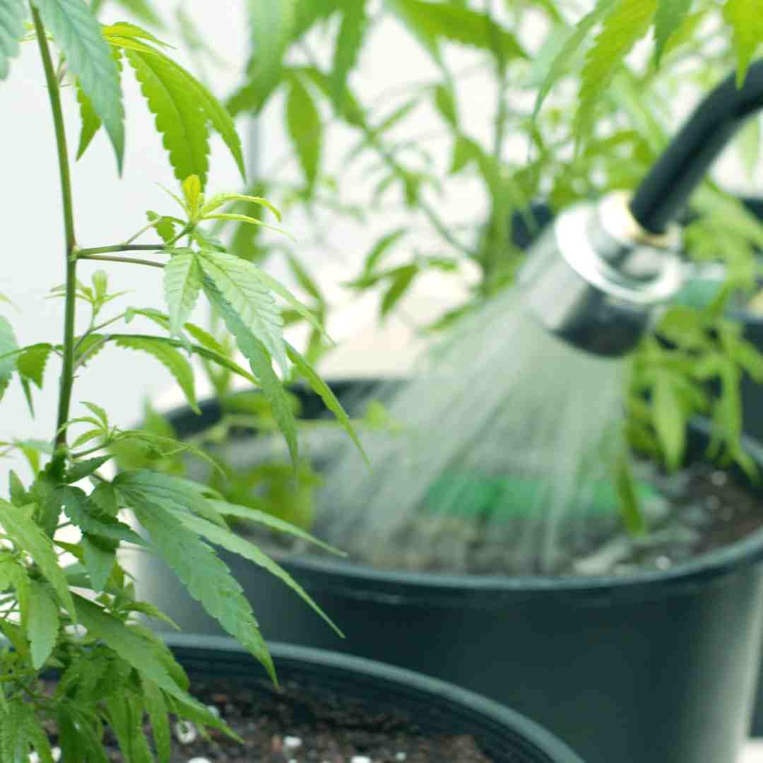 Watering cannabis plants growing in a pot with soil