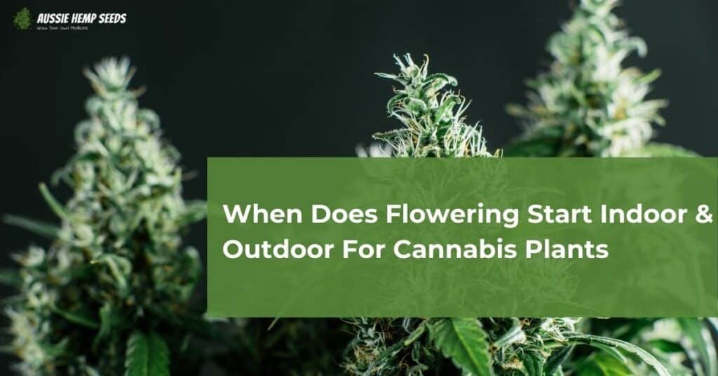 When Does Flowering Start Indoor & Outdoor For Cannabis Plants