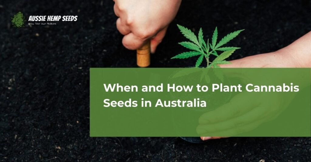 When and How to Plant Cannabis Seeds in Australia