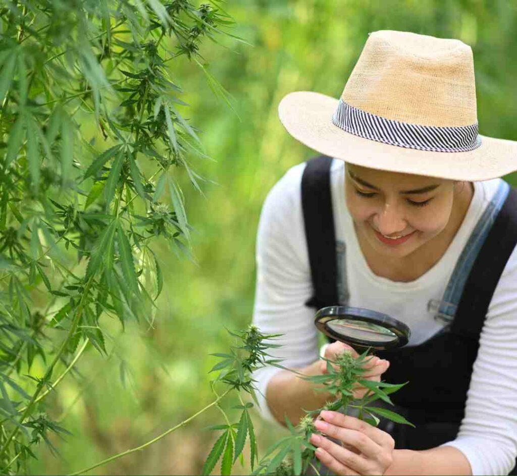 Woman inspecting cannabis plant buds with magnifying glass