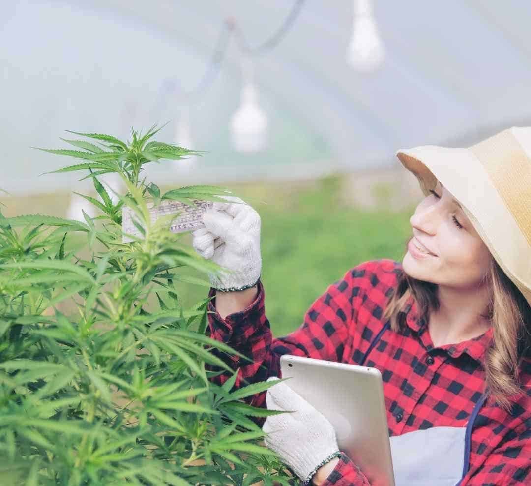 Woman inspecting cannabis plants