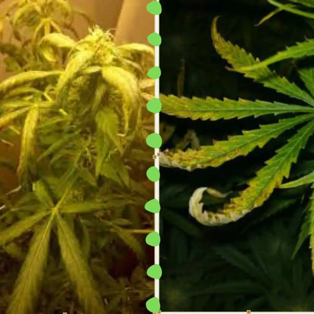 annabis-leaves-curl-up-or-down